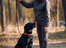 Unveiling the Costs of Dog Training in Waco TX