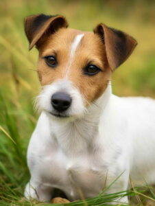 When To Transition To Adult Dog Food A Breed-Specific Approach