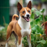 Basenji Dog Breed For Sale