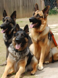 Best Dog Breed For PTSD