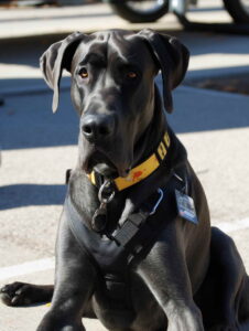 Best Dog Breed For Service Dogs Great Dane