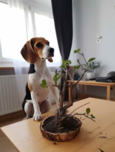 Best Large Dog Breed For Beagle