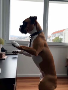 Best Large Dog Breed For Boxer