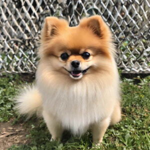 Best Teacup Dog Breed Pomeranian