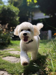 Bichon Characteristics and Temperament