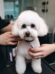 Bichon Grooming and Care