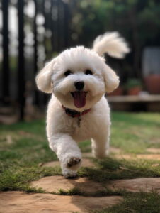 Bichon Training and Socialization