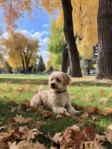 Boise Dog Breed