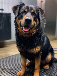 Choosing The Right Dog Breed For You - Mixed-Breed Dogs