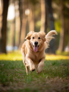 Choosing The Right Dog Breed For You - Sporting Dogs