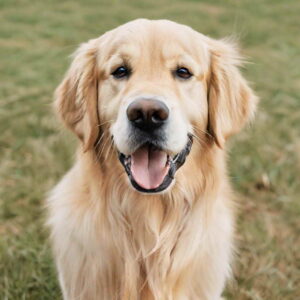 Dog Breed List By Intelligence Golden Retriever