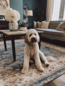 Goldendoodle Price Puppy