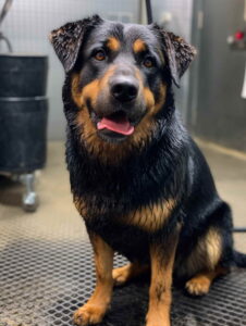 Health Care for the Mix Breed of German Shepherd and Rottweiler