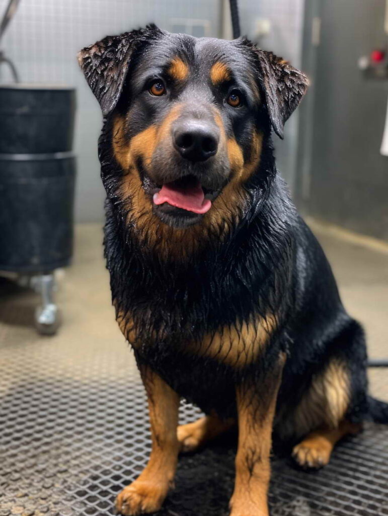 Health Care for the Mix Breed of German Shepherd and Rottweiler