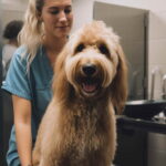 How Do You Groom A Goldendoodle