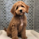 How Long Does It Take To Potty Train A Goldendoodle – Can You Do It in 2 Weeks?