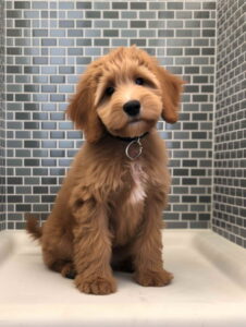 How Long Does It Take To Potty Train A Goldendoodle