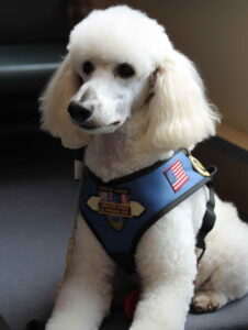 Most Popular Dog Breeds Poodle