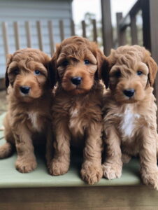 Oregon Goldendoodle Breeders
