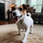 Shorty Jack Russell for Sale