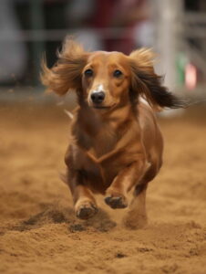 Toy Size Dog Breeds Dachshund