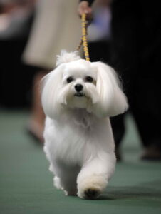 Toy Size Dog Breeds Maltese