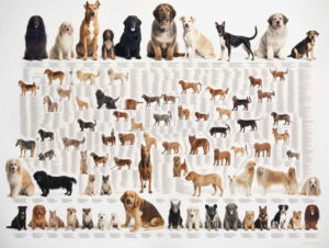 Understanding Dog Breed Genetics