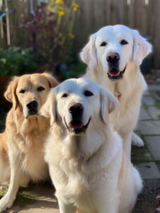 Best Dog Breed for Depression and Anxiety