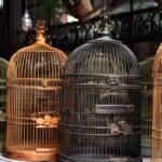 A Guide to Choosing the Perfect Bird Cages and Accessories for Happy Chirps and Cheerful Flaps!