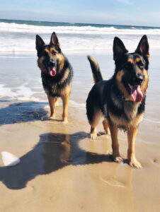 Colored German Shepherd