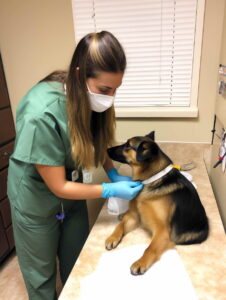 Licensing and Certification for Veterinarian In Colorado Springs