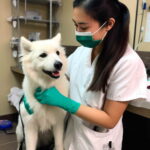 Veterinarian In Colorado Springs – Why This Is The Best Vet Clinic?