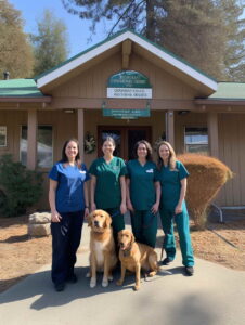 Veterinarians In Denver 