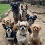 Which Dog Breed Is Most Likely To Bite