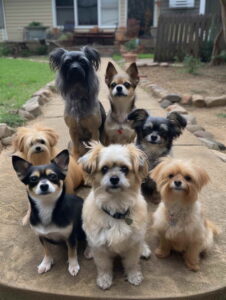 Which Dog Breed Is Most Likely To Bite