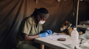 Why 24-Hour Veterinary Care Matters