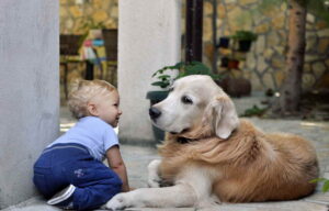 little boy with medium-coated tan dog
