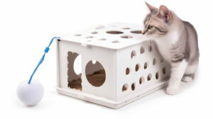 Cat Training Products