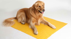 Choosing the Perfect Puppy Pads