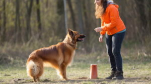 Common Challenges in Pet Training