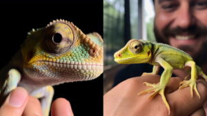 Nurturing Stability and Joy in Your Pet's Life