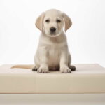Pet Training Pads – Is It Really Important?