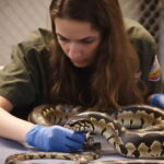 Snake Vet Near Me – Navigating the Search for the Perfect Snake Vet Near You!