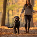 Training Aids For Pets – Why This Is One Of The Most Important Responsible Pet Ownership?