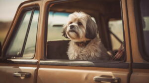 Understanding Pet Psychology