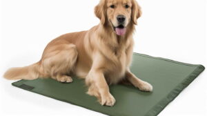 What Are Pet Training Pads