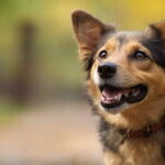 Decoding Dog Barks: A Linguistic Journey into Canine Communication