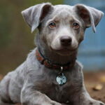 Discover the Blue Heeler Weimaraner Mix: A Loyal, Energetic Canine Companion
