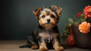 Yorky Poo