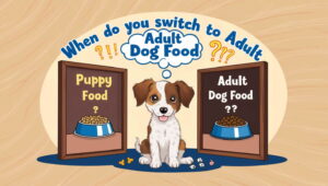 When Do You Switch To Adult Dog Food